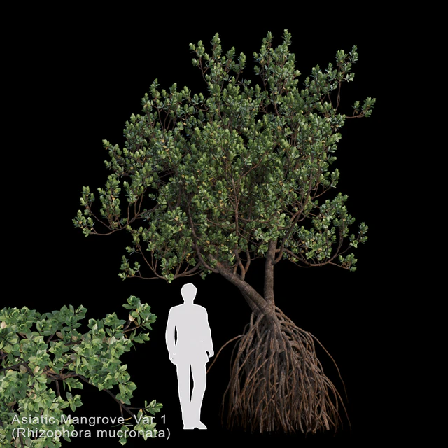 Rhizophora mucronata Var1 — Descargar