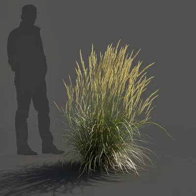 Feather Reed Grass - Calamagrostis acutiflora - Medium — Ver 2