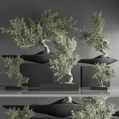 indoor plant bonsai set 29 — Вид 6