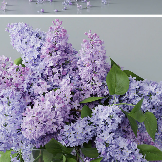 lilac 4 — Descargar