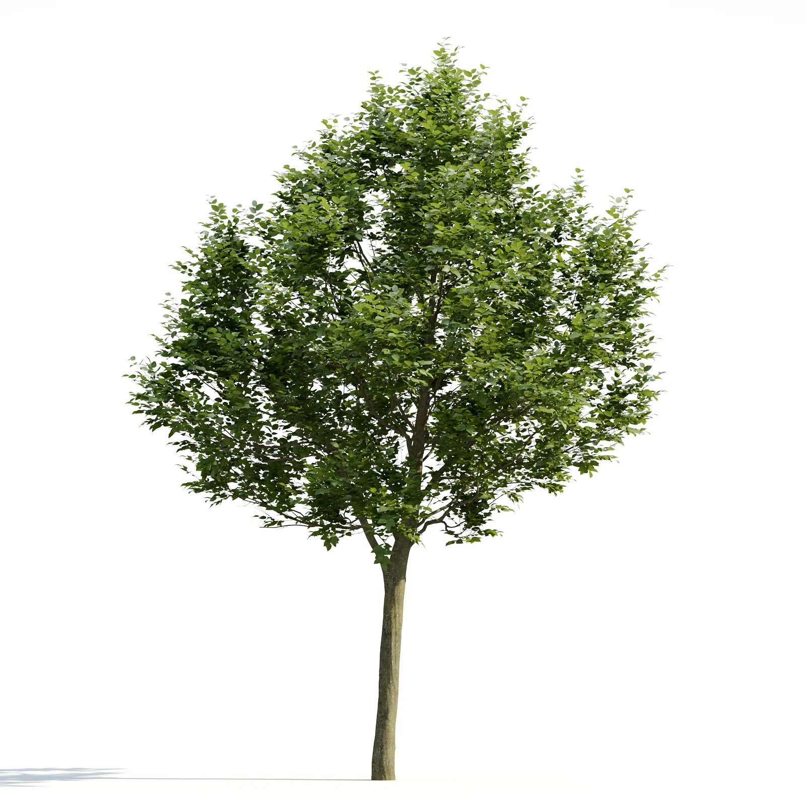 trees and barks 026 — Descargar