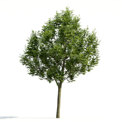 trees and barks 026 — Descargar