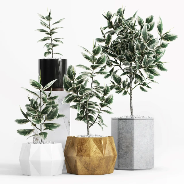 Plants and Planters  8 (Ficus Elastica Variegata) — Скачать