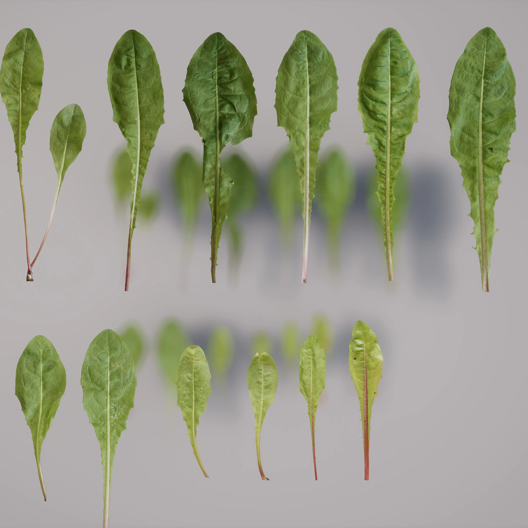 dandelion — Скачать