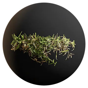buffalo grass 001 — Скачать