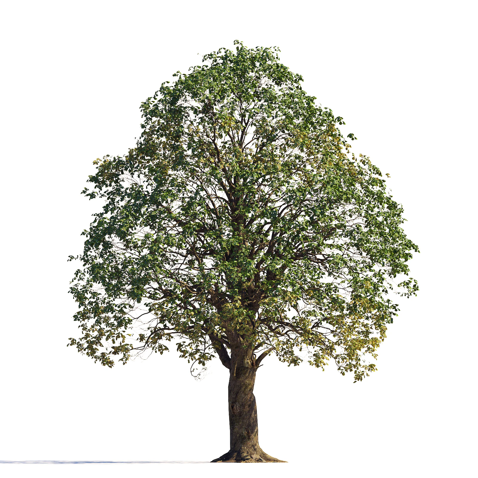 097 summer — Download