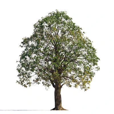 097 summer — download