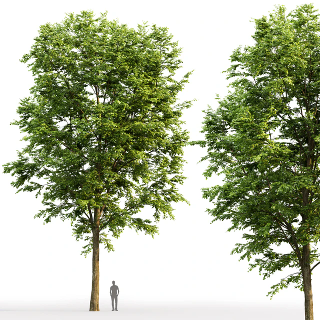 Tilia platyphyllos — Скачать