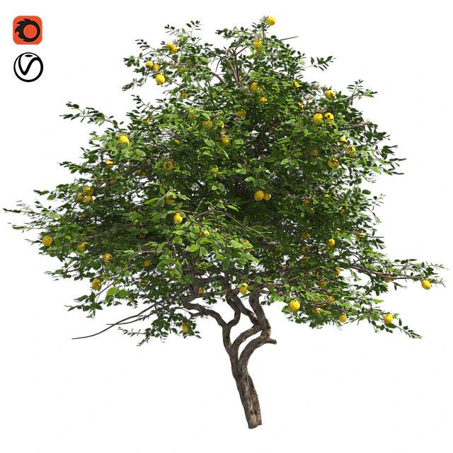 Lemon Tree with fruits and blossom — Скачать