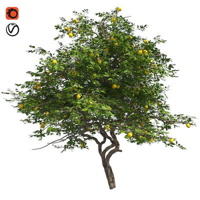Lemon Tree with fruits and blossom — Вид 1