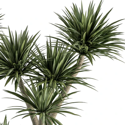 indoor Plant Set 313 - Yuka Tree and Plant Set in White pot — Ver 4