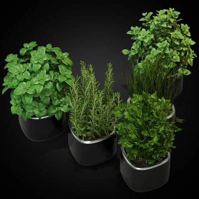 Plants collection 261 — View 4