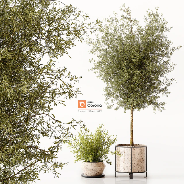 Indoor Plant 017 — Descargar