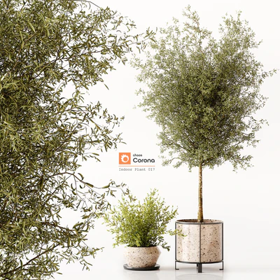 Indoor Plant 017 — Ver 1