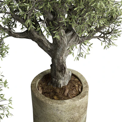 Collection outdoor plant 38 pot old olive tree concrete old vase — Ver 5