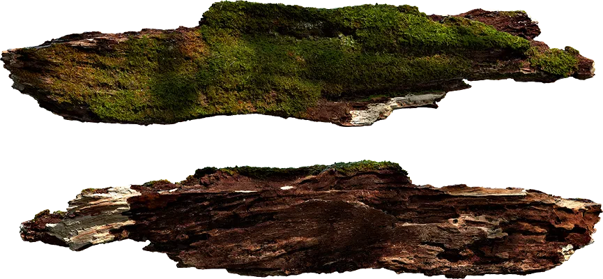 mossy bark 002 — Descargar