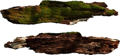 mossy bark 002 — Descargar