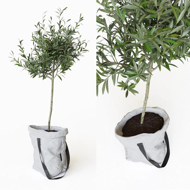 Olive tree in bag — Descargar