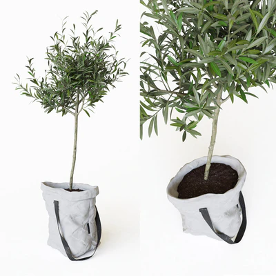 Olive tree in bag — Ver 1