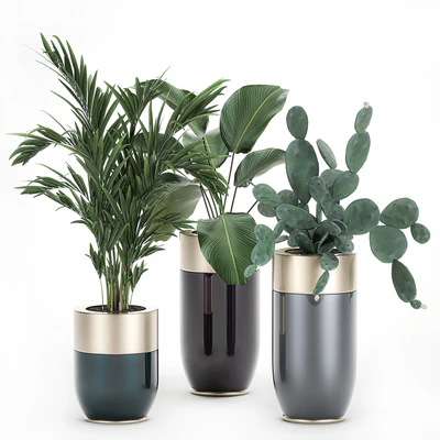 Collection of plants in beautiful Godwin Longhi pots with Palm, Cactus, Calathea lutea, Hovea, Prickly pear . Set 704. — Ver 1