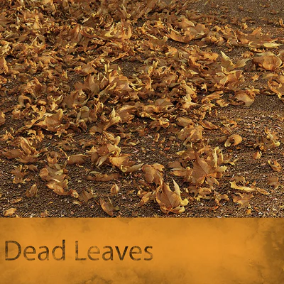 Dead Leaves — Вид 1