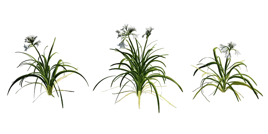 three cornered garlic 001 — Descargar