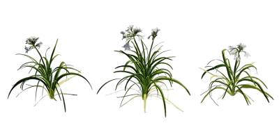 three cornered garlic 001 — Descargar