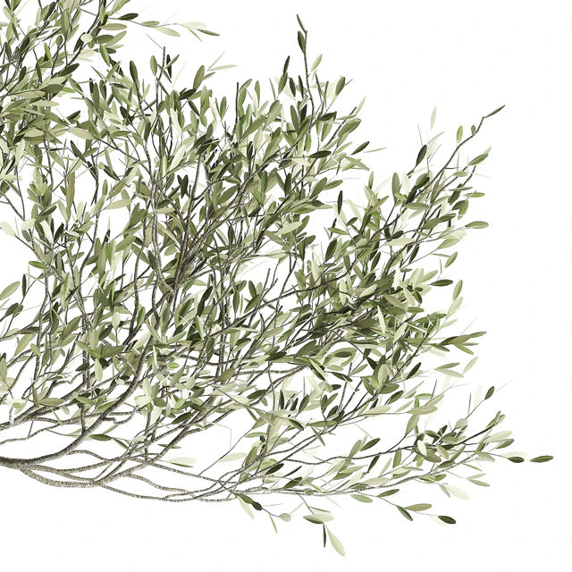 A small olive tree in a rusty metal pot and flowerpot.  969. — Descargar