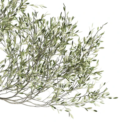 A small olive tree in a rusty metal pot and flowerpot.  969. — Ver 5