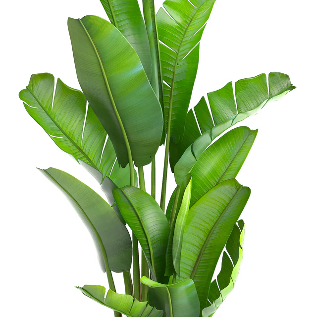 strelitzia, banana palm, bush, ravenala, pot, flowerpot, indoor banana, strelitzia — Descargar