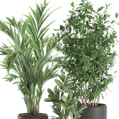 Collection of plants in black pots with Ficus benjamin, palm, hovea, neanta. Set 567. — Ver 4