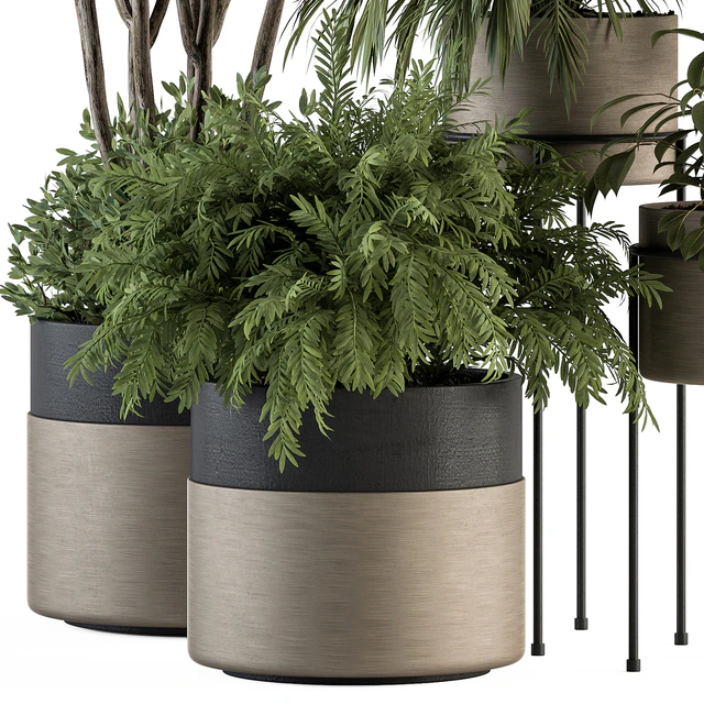 indoor Plant Set 398- Tree and Plant Set in pot — Descargar