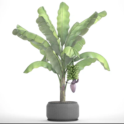 Japanese banana 2. Banana palm tree with fruits, pot, flowerpot, bush, outdoor, decorative, exotic, fruit, flower — Ver 3