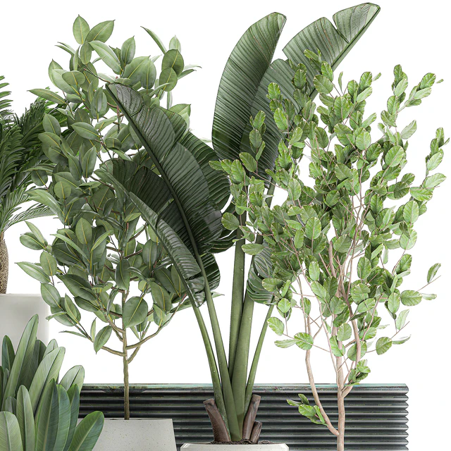 Collection of plants in white pots with a tree, Strelitzia, Cicada, banana palm, ficus. Set 626. — Descargar