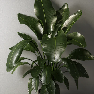 strelitzia plant 02 — Ver 3