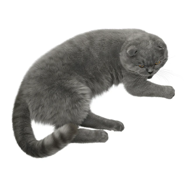 CAT 7 Corona — Скачать