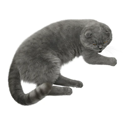 CAT 7 Corona — Вид 4
