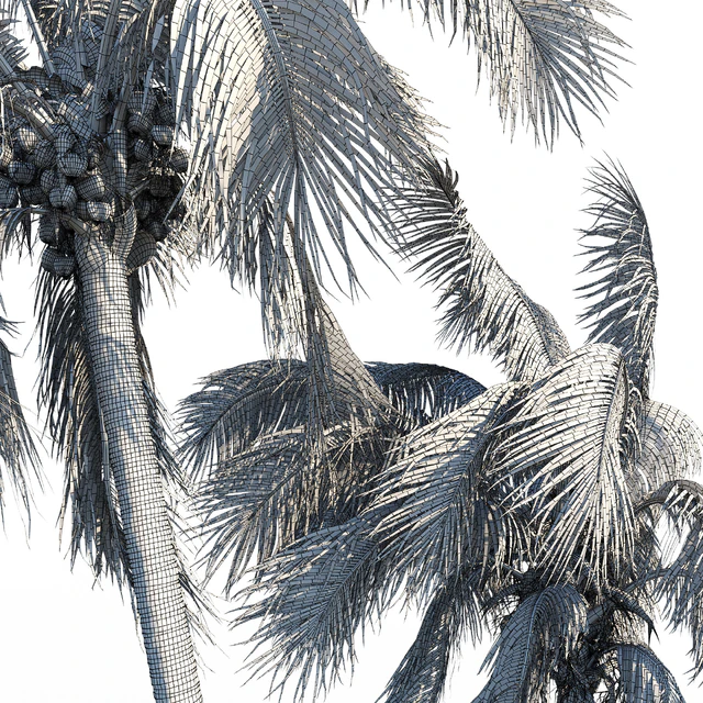 Cocos nucifera (кокосовая пальма) — Скачать