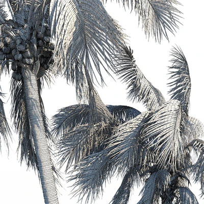 Cocos nucifera (кокосовая пальма) — Вид 3