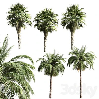 set of palms — Ver 1