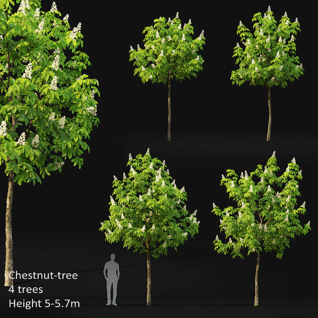 Chestnut (5-5.7m) — Descargar