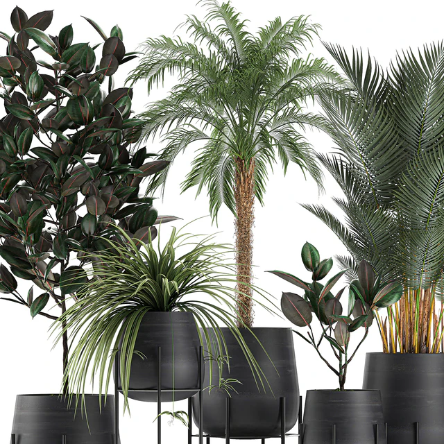 Collection of small plants in black pots on legs with Date palm, ficus, Chlorophytum, Abidjan. Set 627. — Descargar