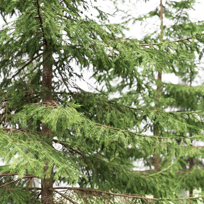 Spruce — Ver 2