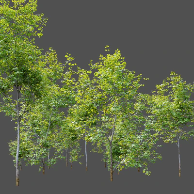 Oak sapling — Вид 2