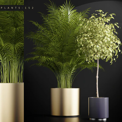 PLANTS 152 — Ver 1