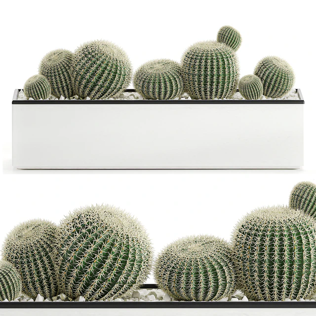 Collection of cacti in white pots Prickly pear, Barrel cactus, Echinocactus, desert plants, Garden, Prickly pear. Set 578. — Descargar
