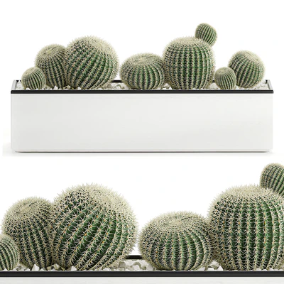 Collection of cacti in white pots Prickly pear, Barrel cactus, Echinocactus, desert plants, Garden, Prickly pear. Set 578. — Ver 2