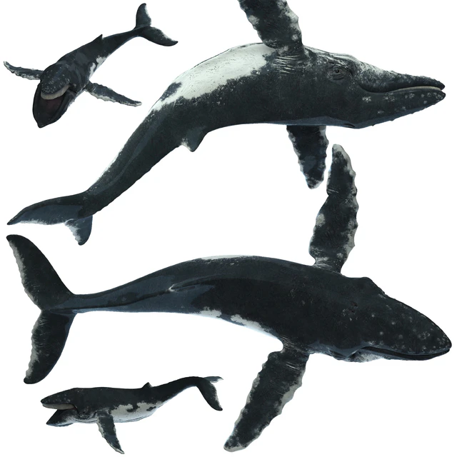 Горбатый кит (Humpback whale) — Скачать