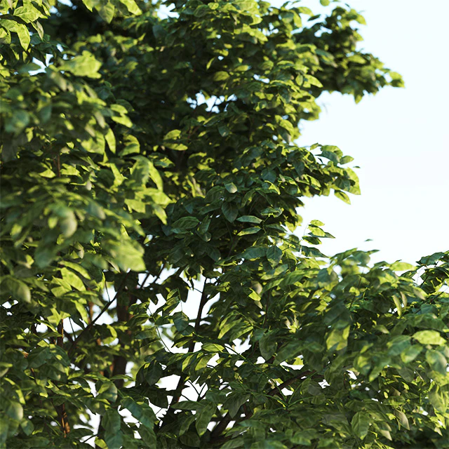 Tree Common 03 (3 of 3) — Скачать