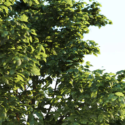 Tree Common 03 (3 of 3) — Вид 2